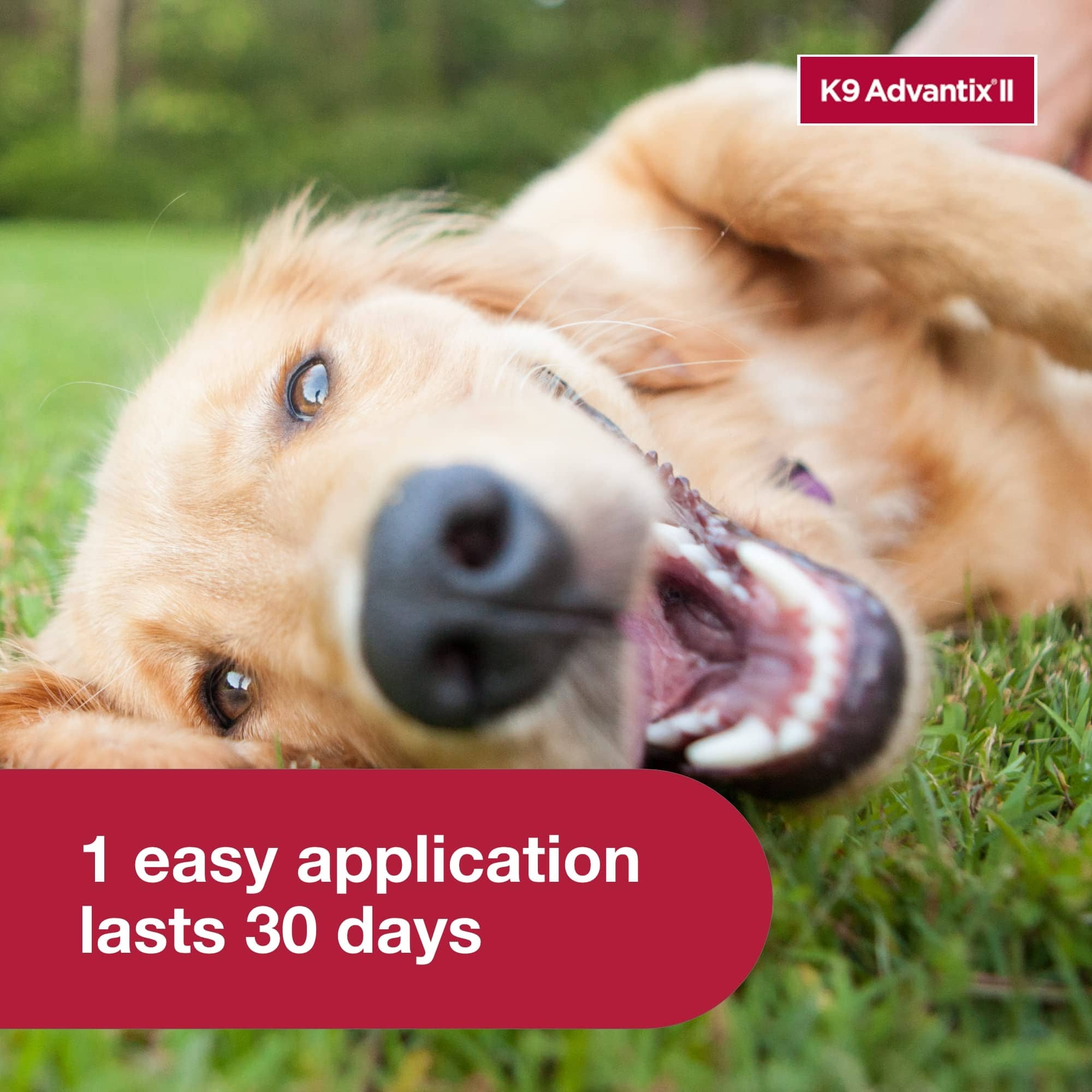 K9 Advantix II Large Dog – Vet-Recommended Flea, Tick & Mosquito Treatment for Dogs 21-55 lbs, 4-Month Supply