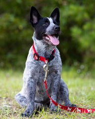 Jeffers Reflective Hound Series Nylon Dog Leash