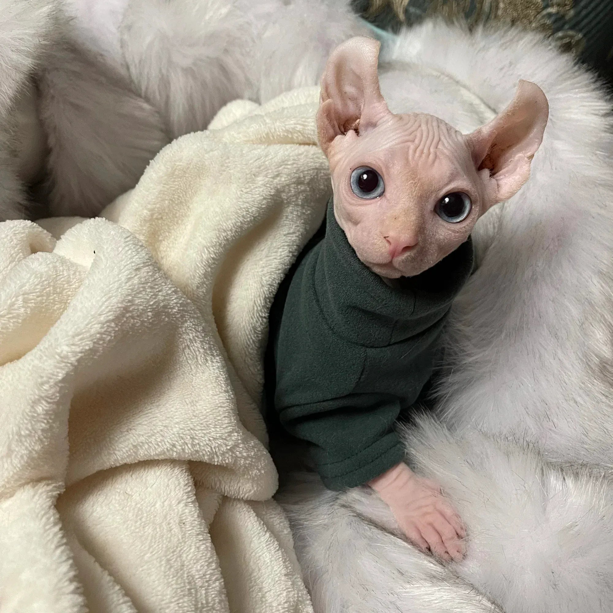 Sphynx Cat Clothes - Soft Cotton Fall & Winter Outfit | Hairless Cat Clothing for Cornish & Devon Cats | Cozy Kitten Costume for Small Dogs
